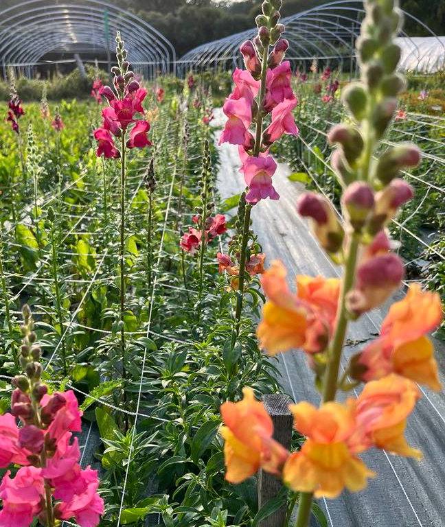 productrice de fleurs locales en Mayenne