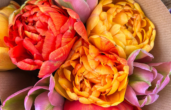 Tulipes du champ de Terre de couleurs