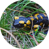 Biodiversité locale