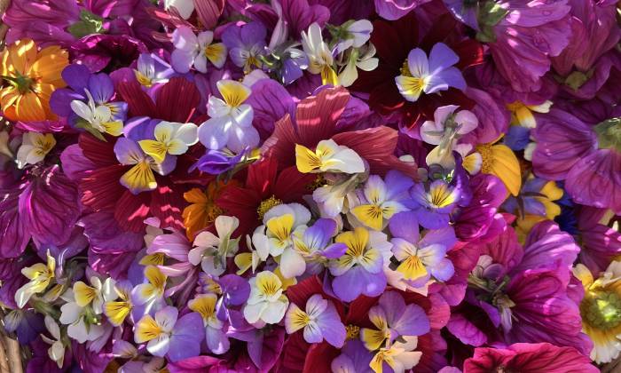Fleurs comestibles cultivées chez Terre de couleurs
