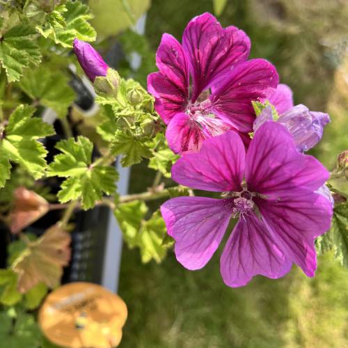 plans de fleurs Terre de couleurs