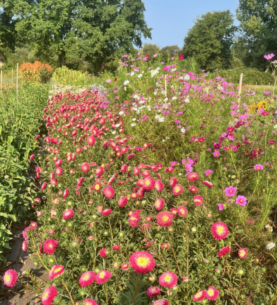 Cultures de saison