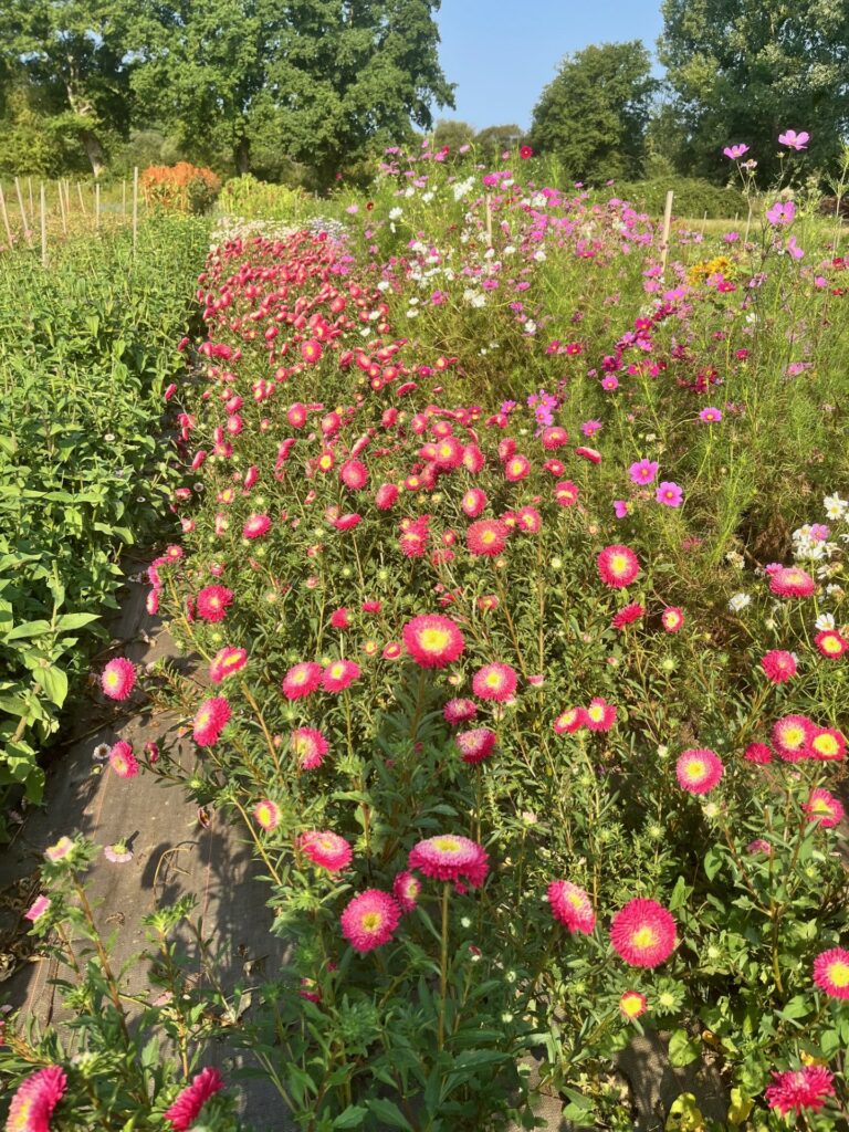 Champ de fleurs Terre de couleurs