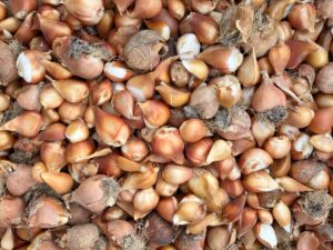 Bulbes de fleurs Terre de couleurs, ferme florale bio à Louverné