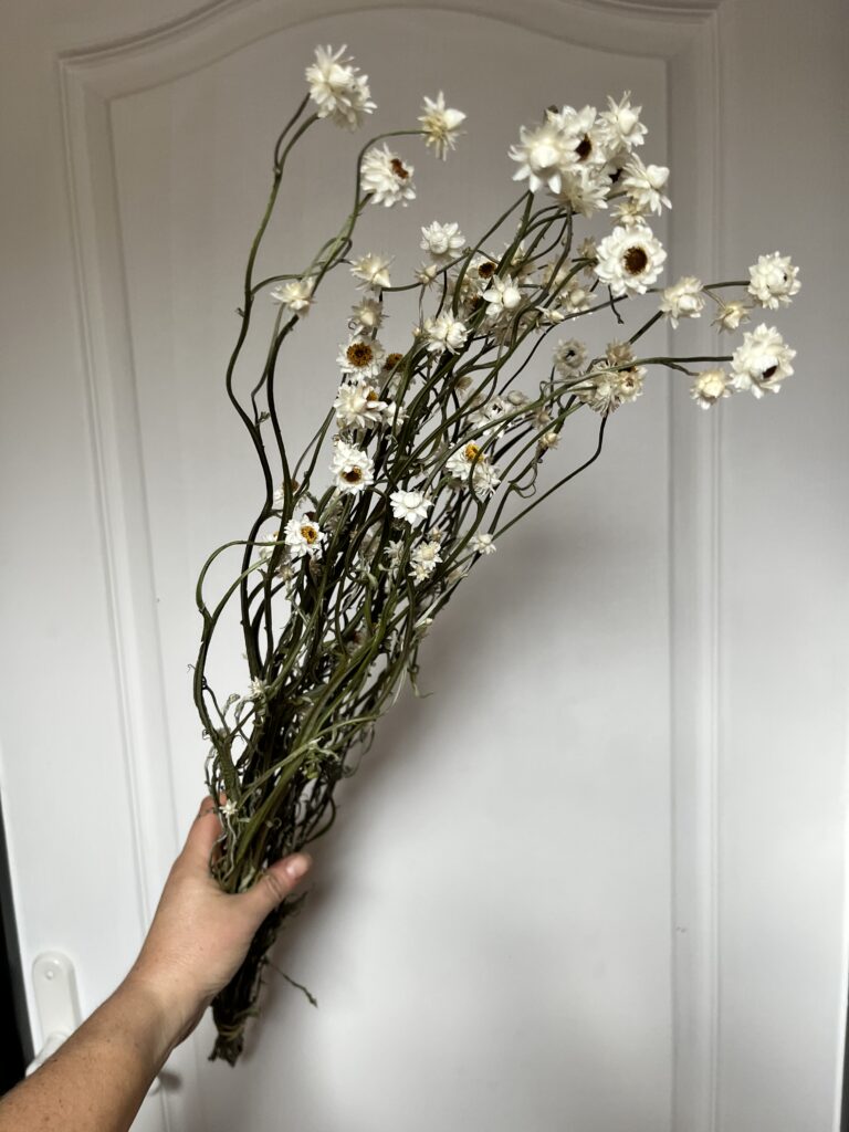 Ammobium séchées provenant de la ferme florale Terre de Couleurs