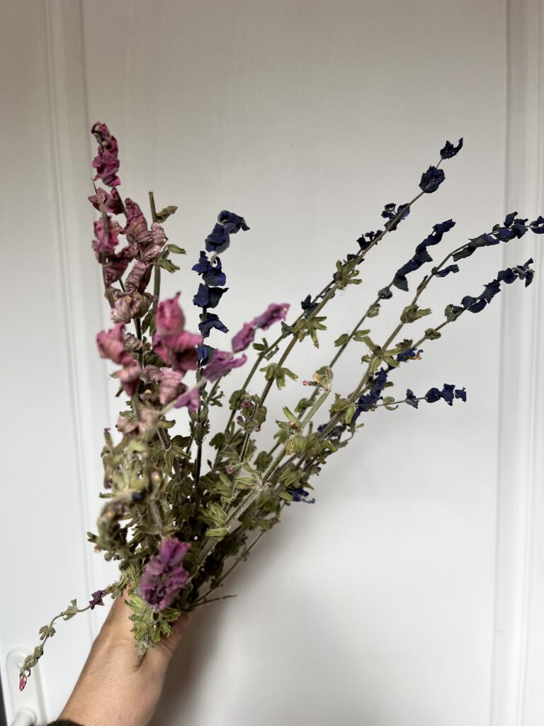 Sauge séchée provenant de la ferme florale Terre de Couleurs