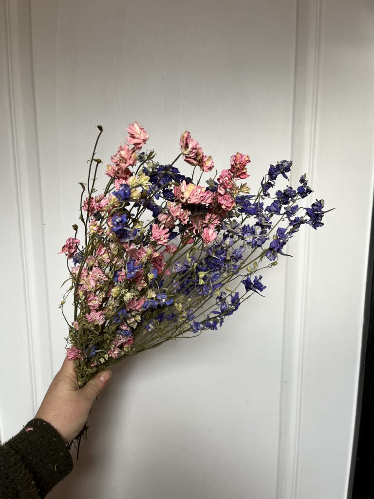 Delphinium séché provenant de la ferme florale Terre de Couleurs