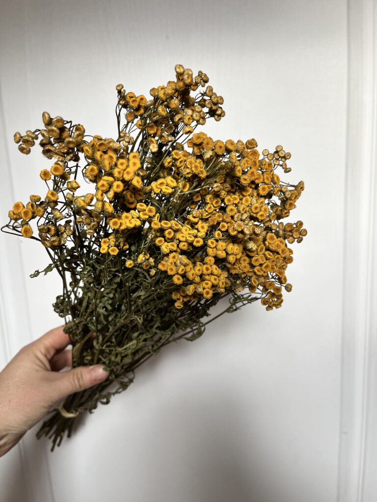 Tanaisie séchée provenant de la ferme florale Terre de Couleurs