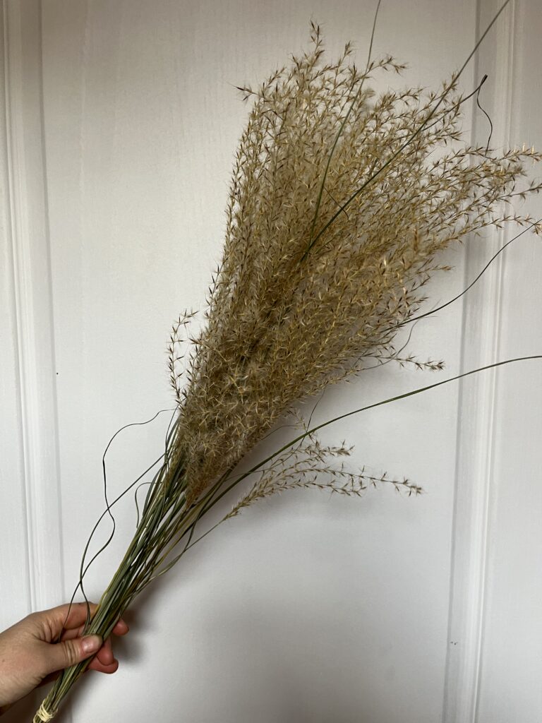 Miscanthus séché provenant de la ferme florale Terre de Couleurs