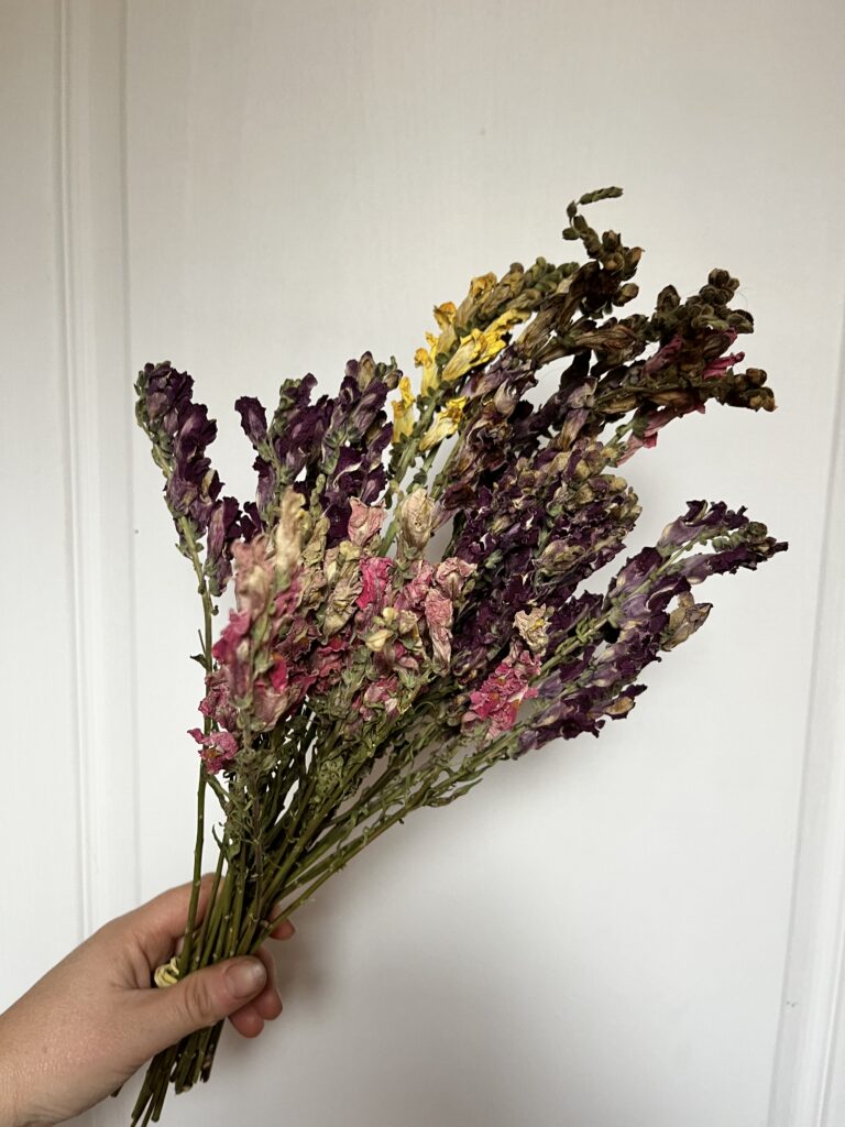 Muflier séché provenant de la ferme florale Terre de Couleurs