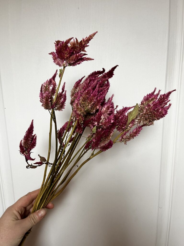 Célosie Plumosa séchée provenant de la ferme florale Terre de Couleurs