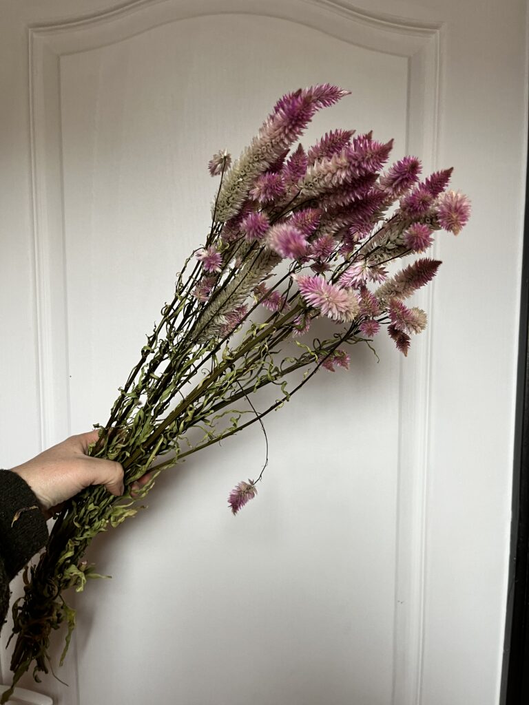 Célosie spicata séchée provenant de la ferme florale Terre de Couleurs